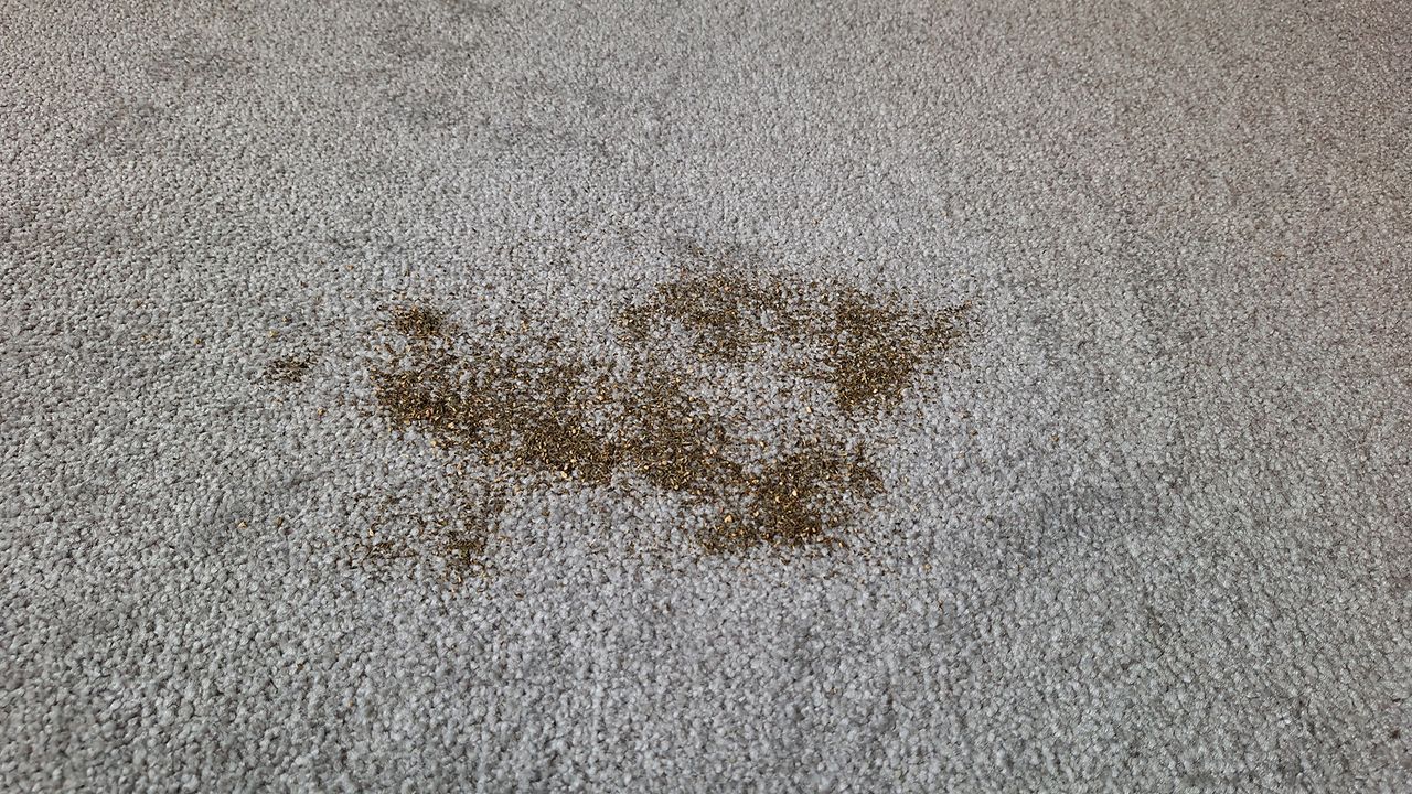 Pile of tea on carpet, ready for fine debris suction test using Samsung Bespoke AI Jet Ultra