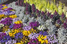 A patch of colorful fall flowers