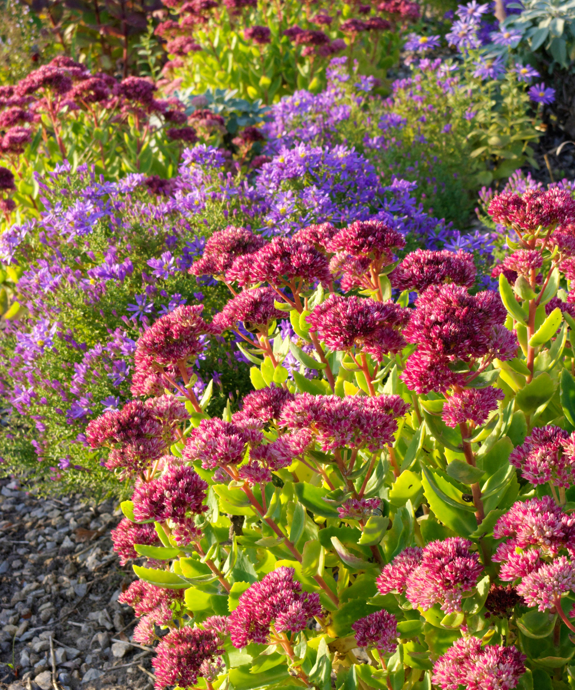 Stonecrops (Sedum) and asters grown side by side in garden border
