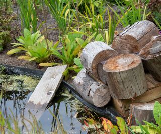 wildlife pond with logs to the side