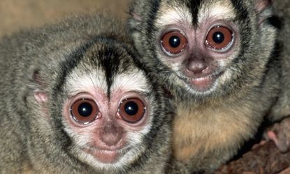 Couple monkeys