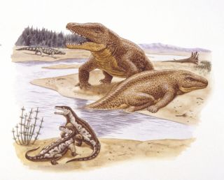 Tricinosuchus next to river