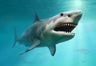 Did Great White Sharks Wipe Out the Giant Megalodon? | Live Science