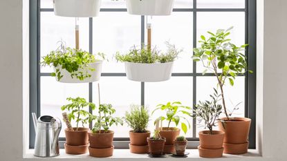 Indoor herb garden