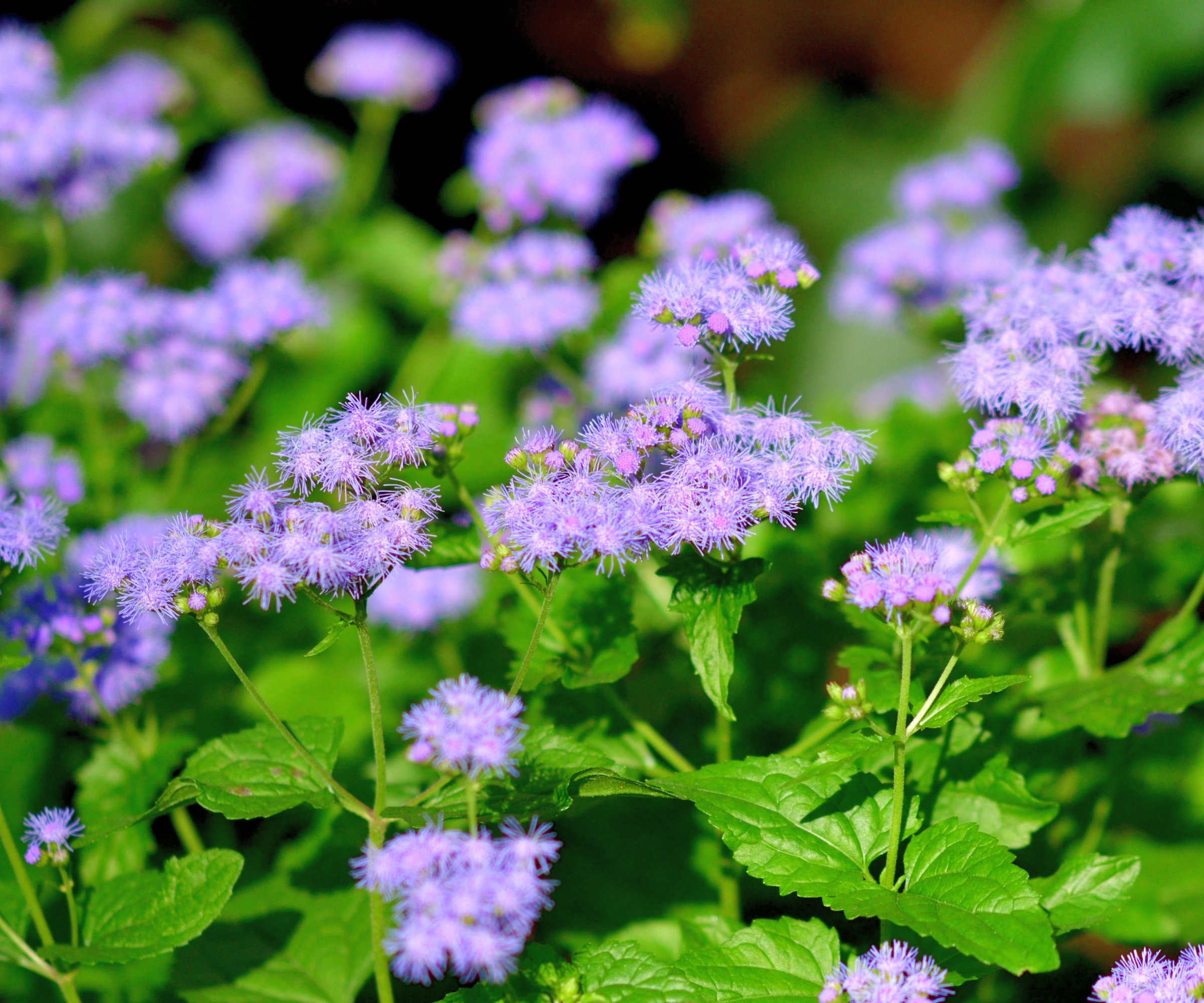Purple pom-pom floss flowers in sunshine