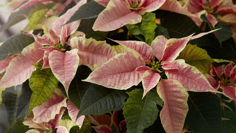 Are poinsettias poisonous to cats and dogs?