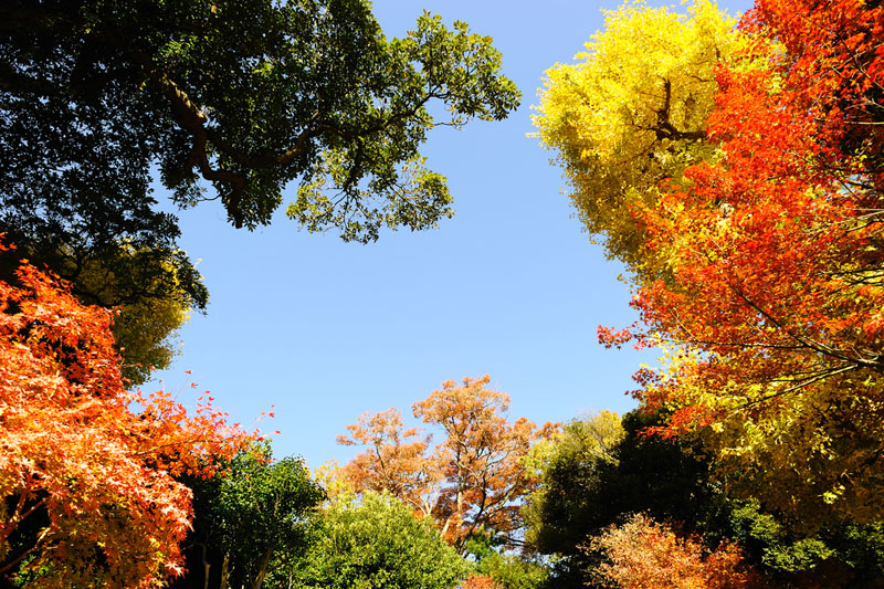 The colorful foliage of autumn