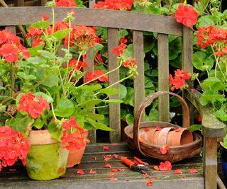 geraniums in containers with terracotta pots on a garden chair