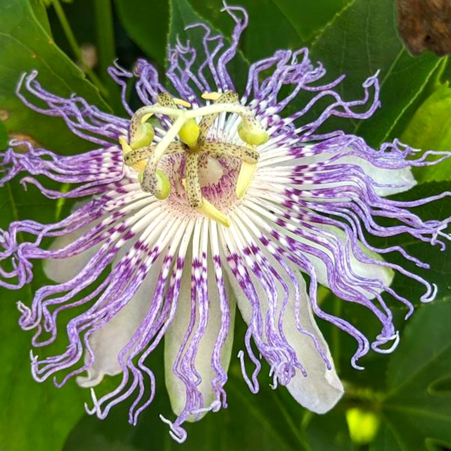 Maypop passion flower in full bloom