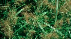 How to get rid of nutsedge