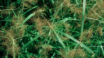 How to get rid of nutsedge