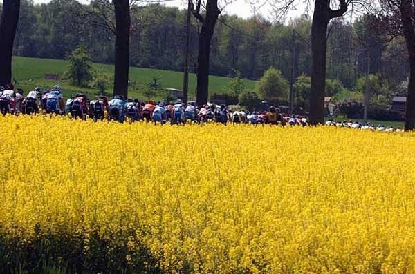 The peloton winds its way through Wallonian countryside.