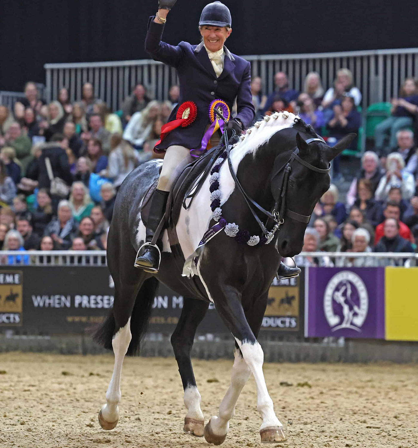 HOYS coloured ridden non-native horse