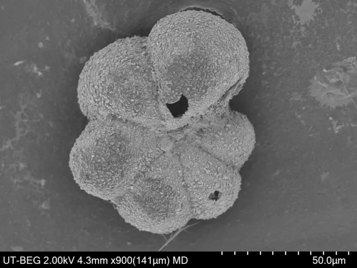A scanning electron micrograph of the planktic foraminifer Parvularugoglobigerina eugubina. The image is gray an dthe plankton looks like a little shell with six "petals."