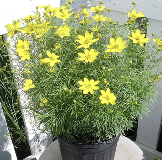 coreopsis flowers