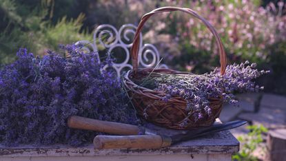 lavender in basket with shears