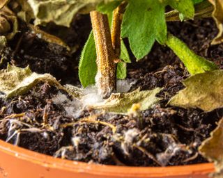 a houseplant in a pot from waterlogging of the soil and lack of fresh air is covered with mold,