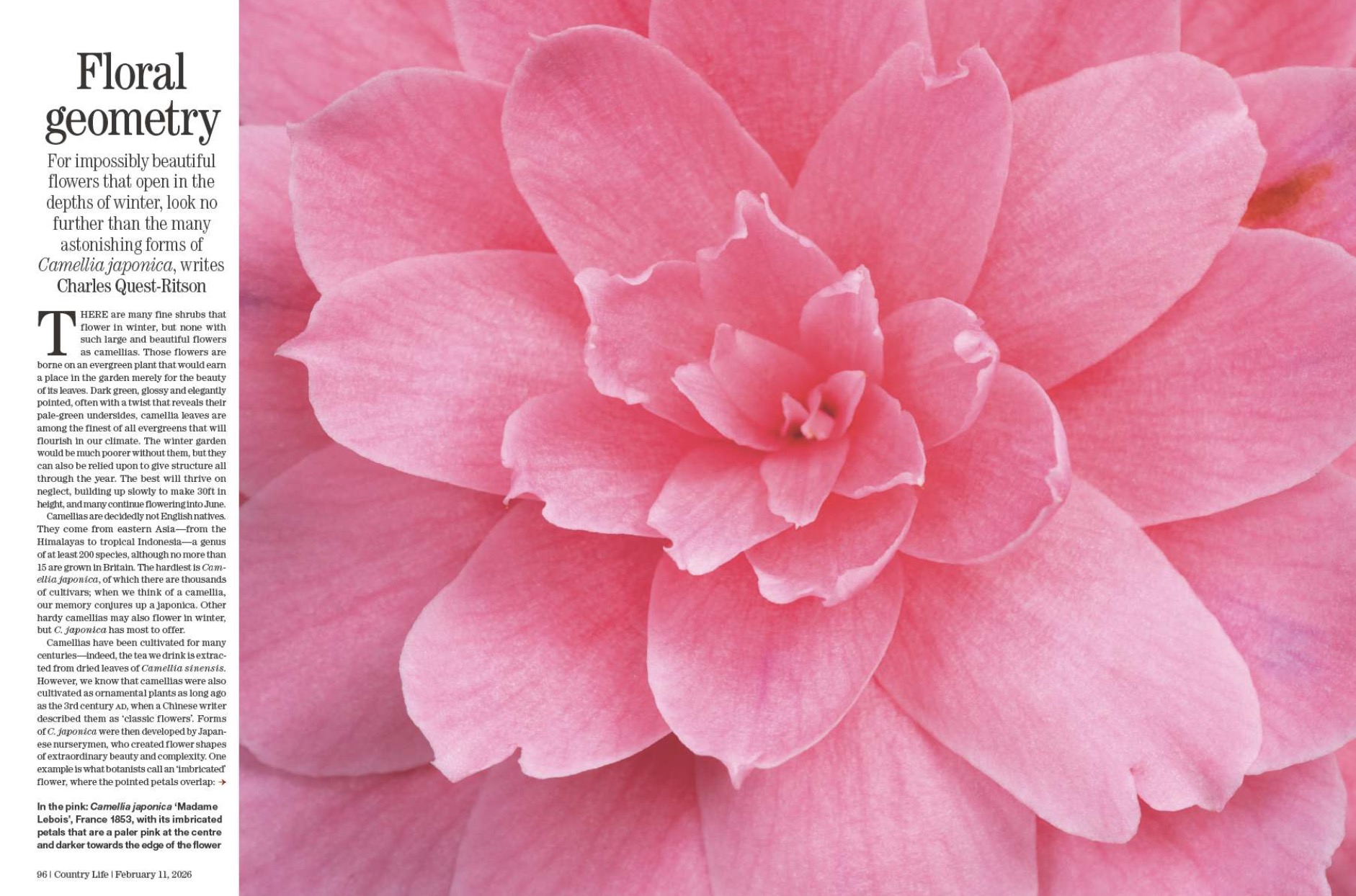 Spread from Country Life February 11, 2026