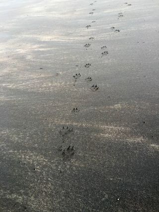 Tracks in the sand were left by wolves visiting the whale carcass.