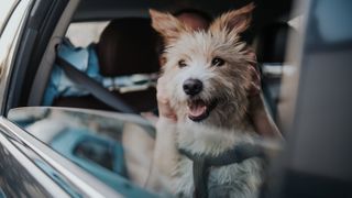 Dog traveling in car