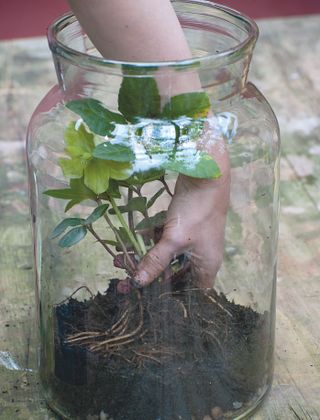 Step four of how to make a terrarium: plant up your larger plants