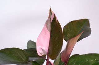 Close up of a pink and green variegated philodendron leaf