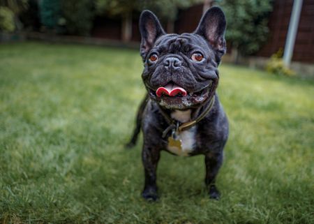 French bulldog. 