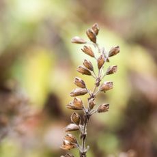 Dried seedheads of a flowering plant