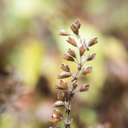 Dried seedheads of a flowering plant