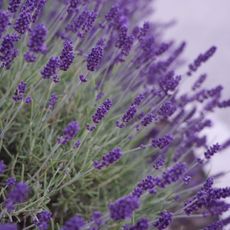 lavender plants flowering in shady part of garden