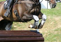 badminton11.jpg