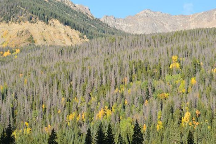 A forest along a Colorado Stream where pine beetles have been