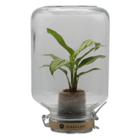 Pikaplant Jar|£59 from PAD Lifestyle