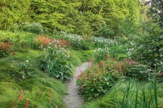 CHATSWORTH, DERBYSHIRE: DESIGN TOM STUART-SMITH: ARCADIA, WOODLAND, SHADE, SHADY, SEPTEMBER, ANEMONE, PATHS, PERSICARIA, RED, PINK, WHITE FLOWERS