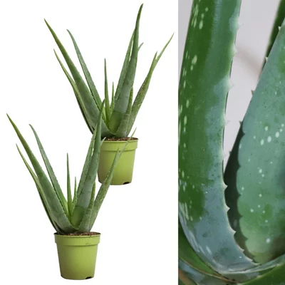 2 X Aloe Vera Plants 25-30cm in Height - Perfect Plants for Beginners
