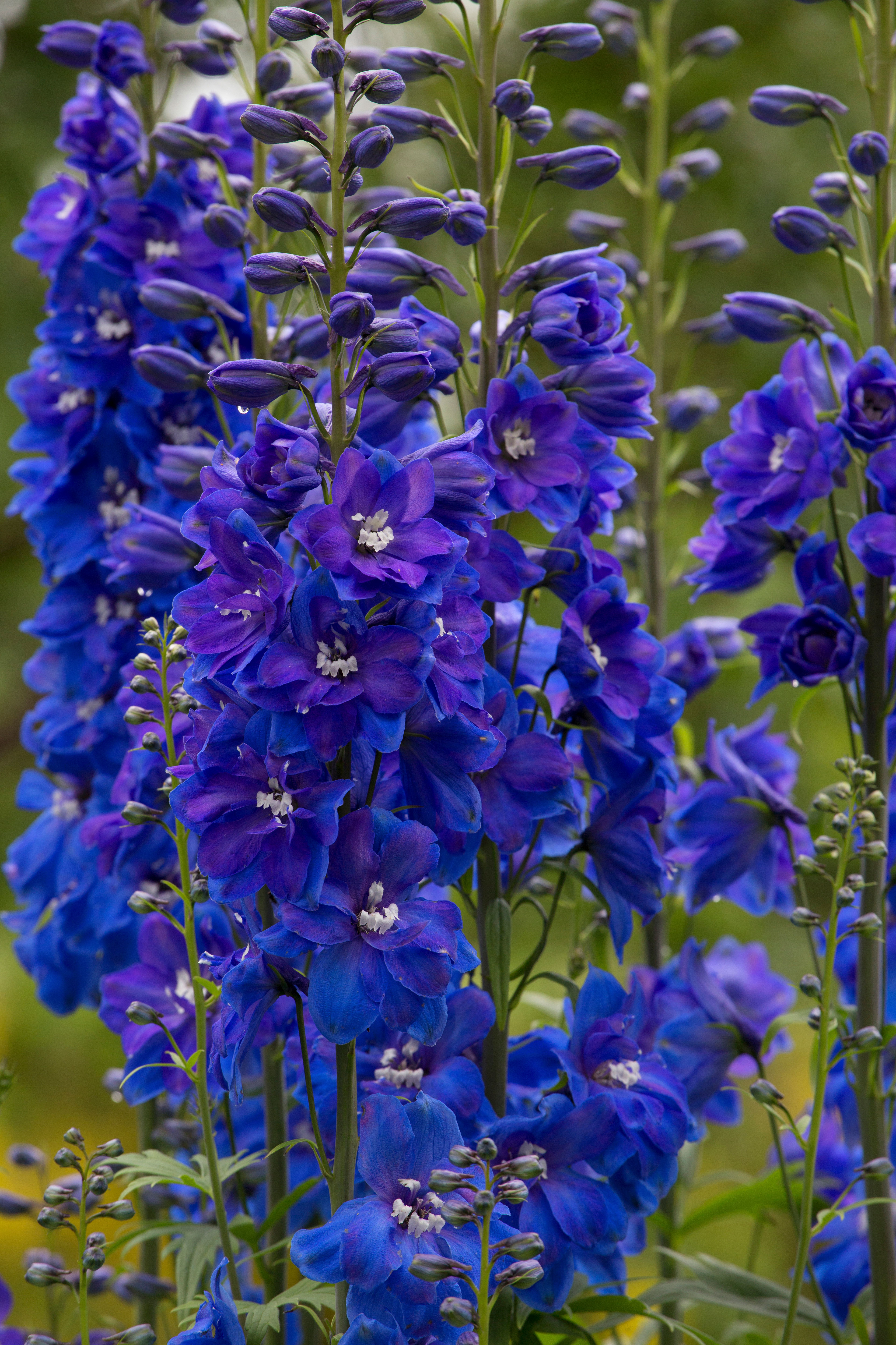 Delphiniums