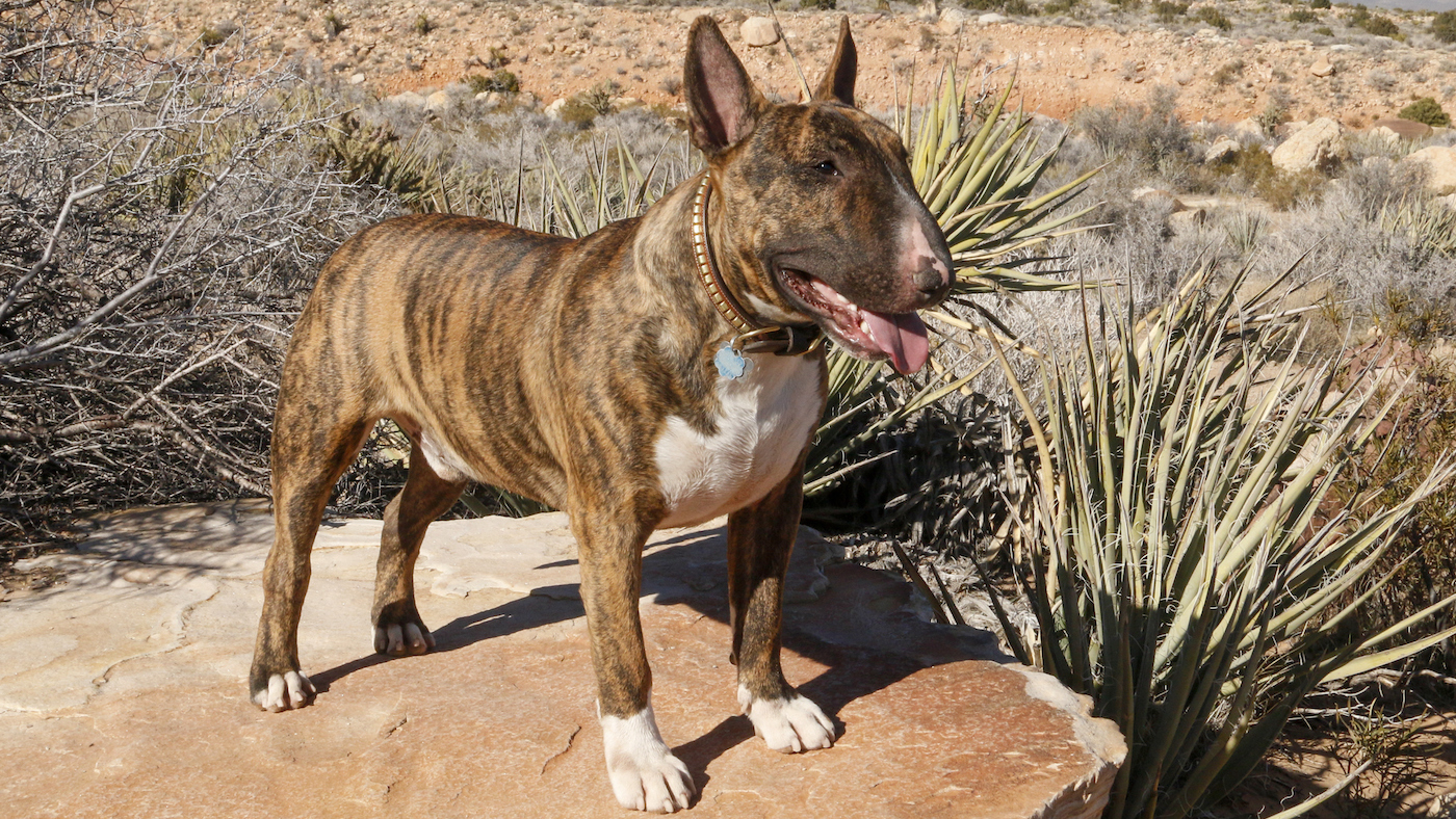 Brindle bull terrier