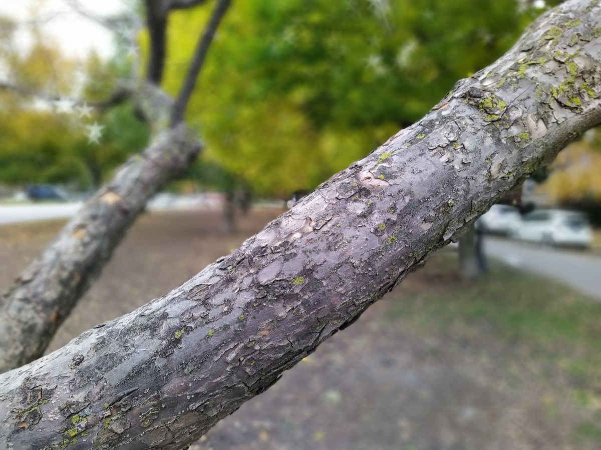 This shot was taken using Portrait mode.