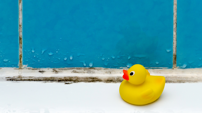 Rubber duck in front of mould on tiles
