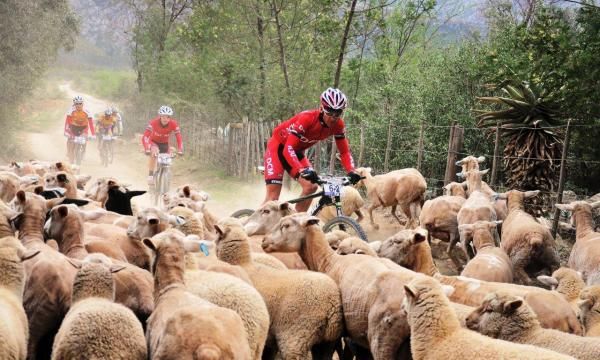 Brandon Stewart nearly crashed into a flock of sheep