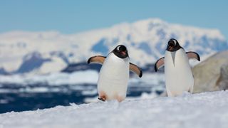 Two Gentoo penguins waddling side by side over the snow. In the background you can see a tall snowy mountain.