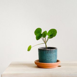 Pet friendly Chinese money tree house plant in white and blue pot