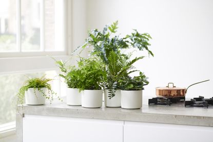 potted plants on a countertop