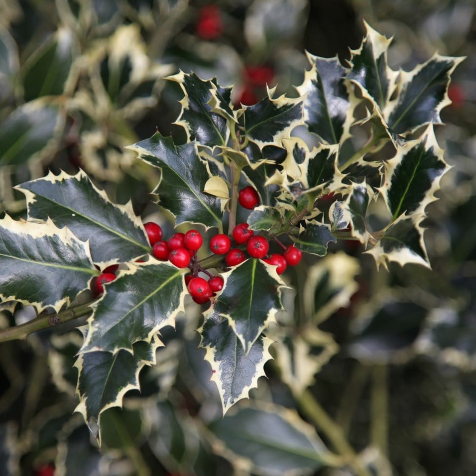 Ilex Aquifolium 'argentea Marginata'