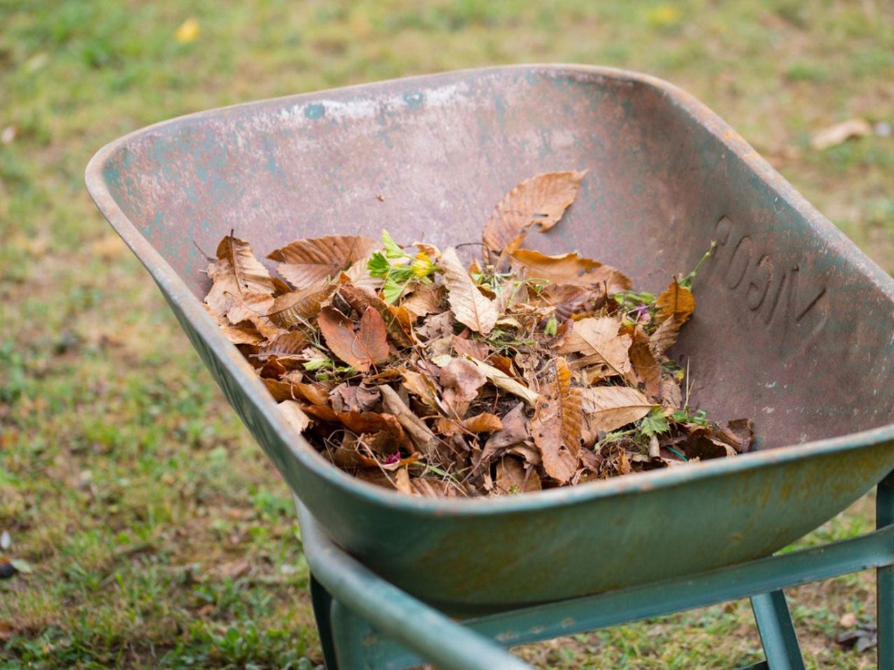 Wheelbarrow Full Of Dried Leaves