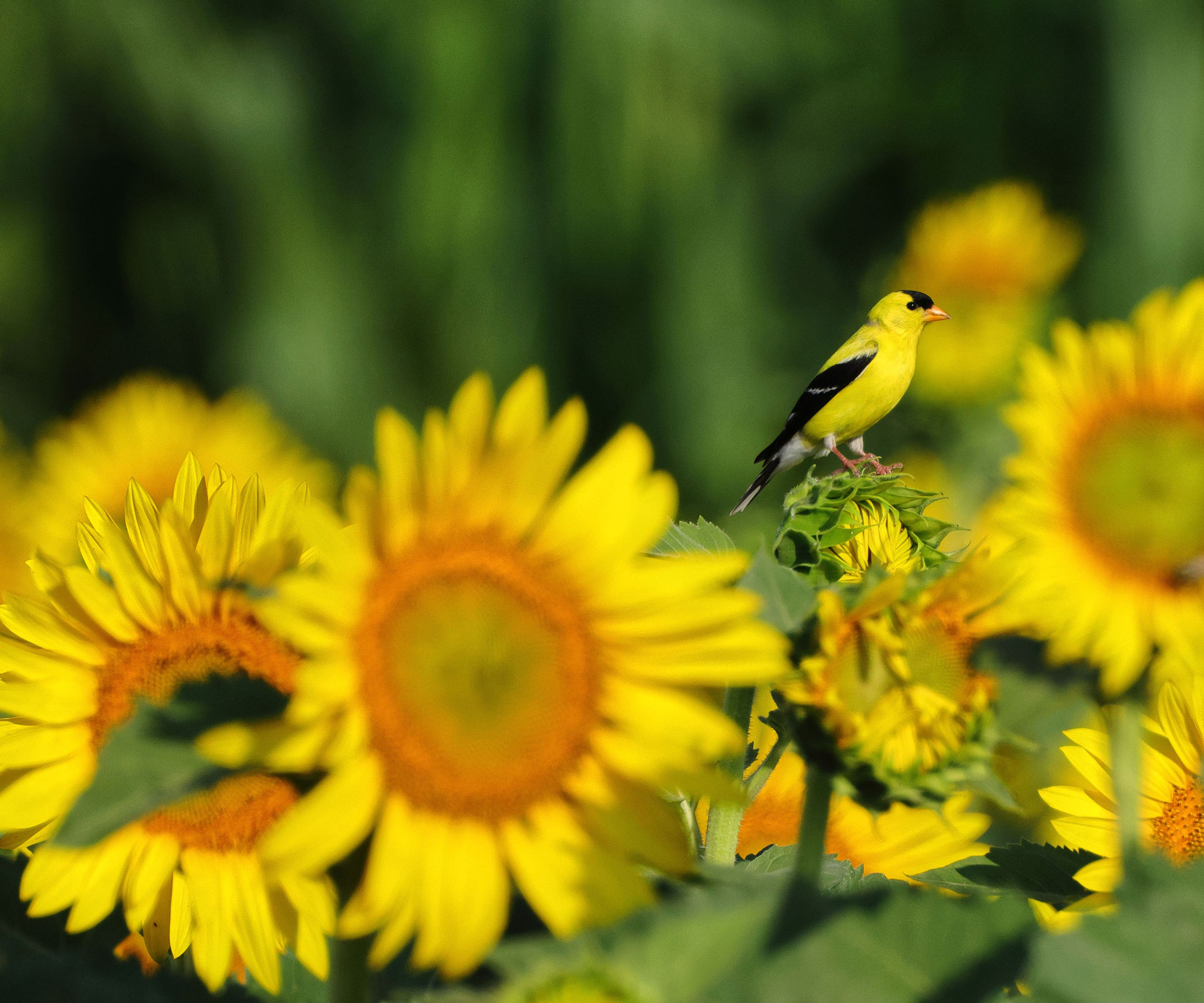 goldfinch sitting on sunflower heads