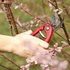 A hand pruning a shrub with shears