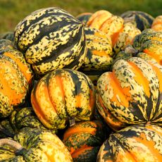 carnival squash fruits at harvest 