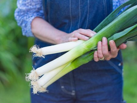 Gardener Holding Leek Plants