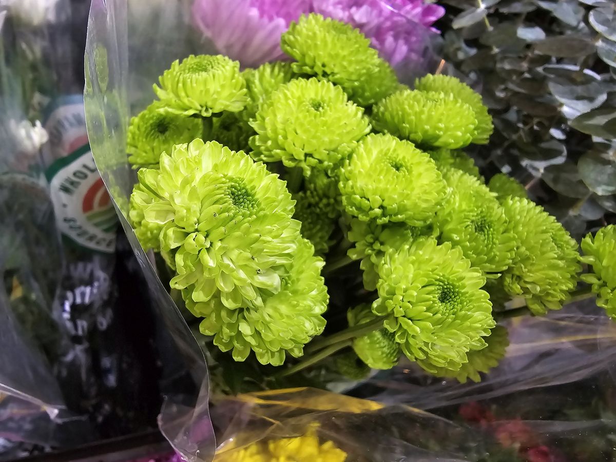 Samsung Galaxy S24 Ultra Macro Camera Sample.
